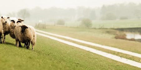 HWBP WRIJ klein Organisatievernieuwing advies Waterschap 2021